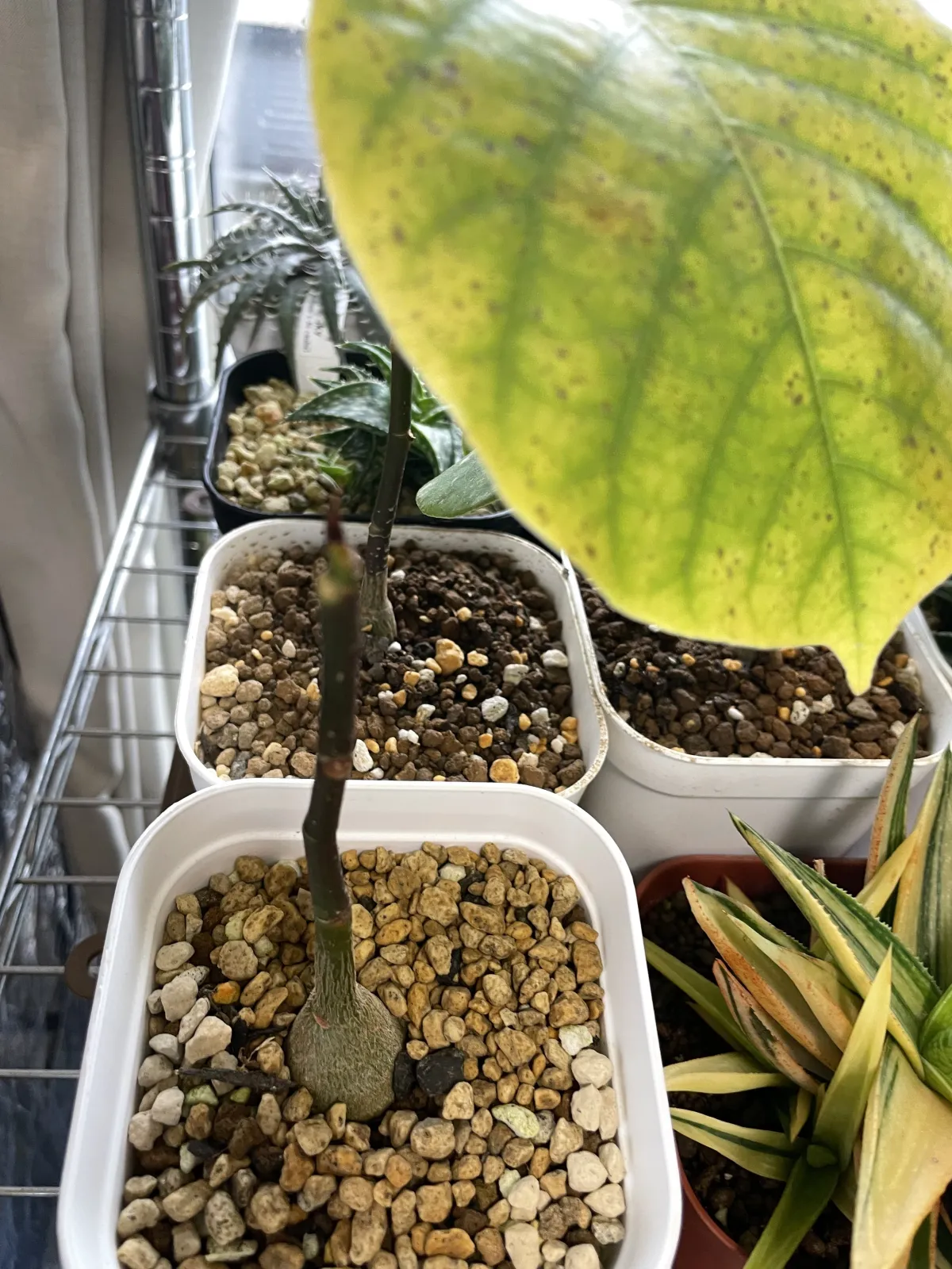 Pseudobombax ellipticum (セウドボンバックス エリプティカム ラブラム)