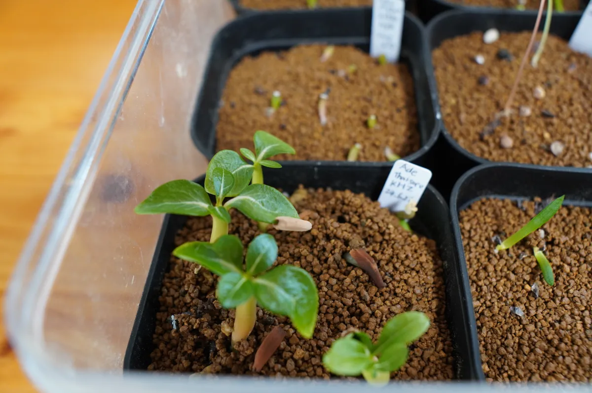 Adenium obesum thai (アデニウム タイ ソコトラナム)