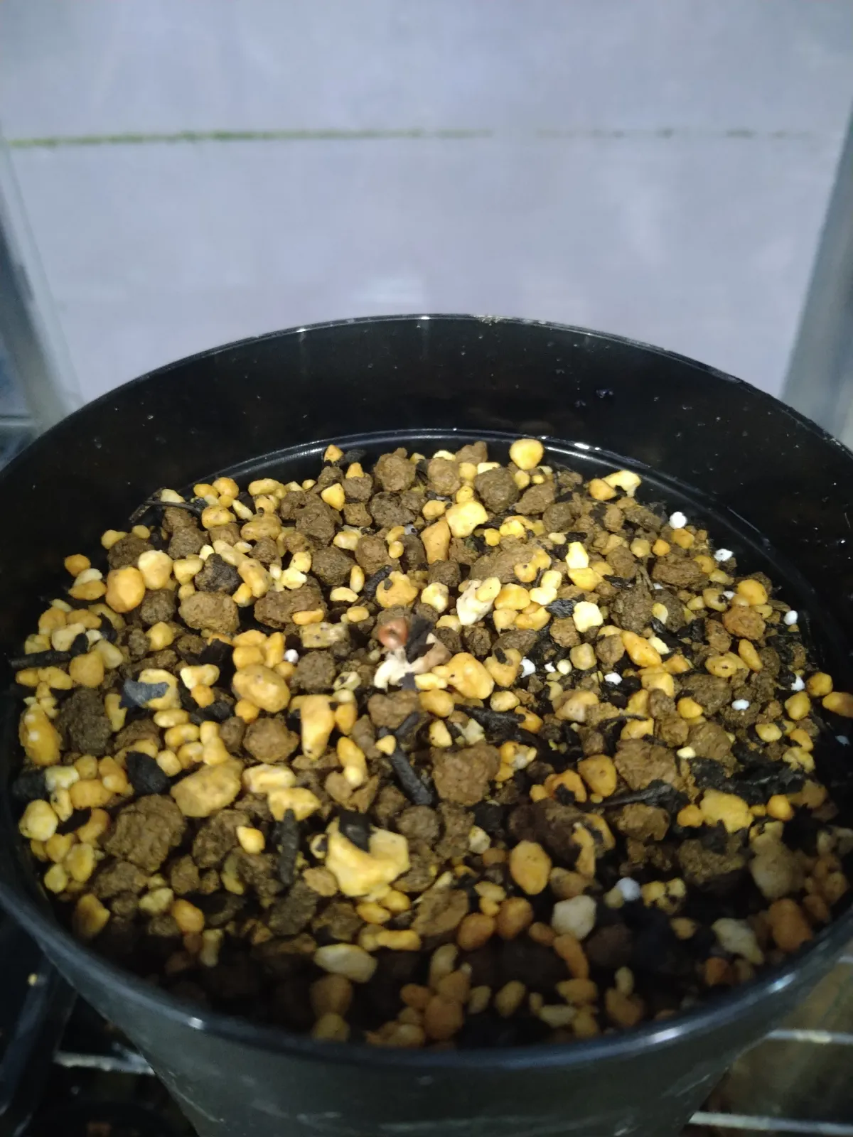 Welwitschia mirabilis (ウェルウィッチア ミラビリス 奇想天外)