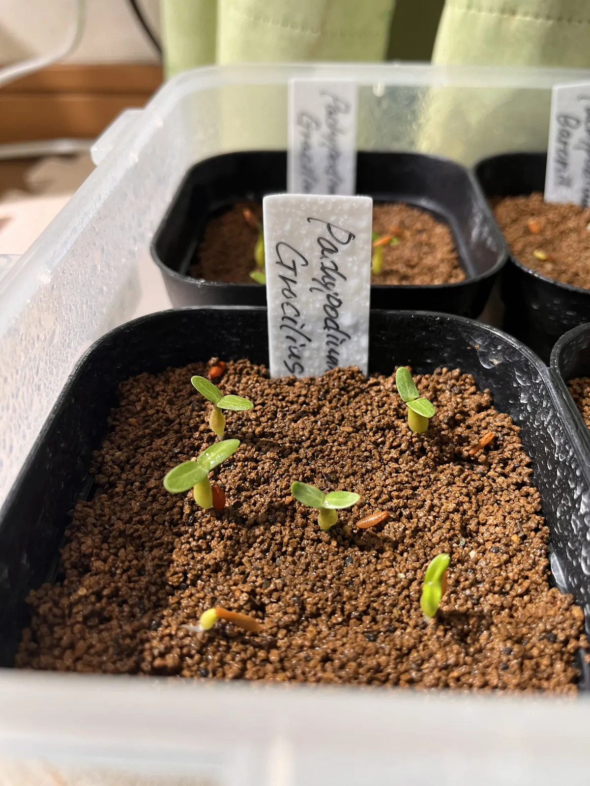 Pachypodium rosulatum var. gracilius (パキポディウム グラキリス)