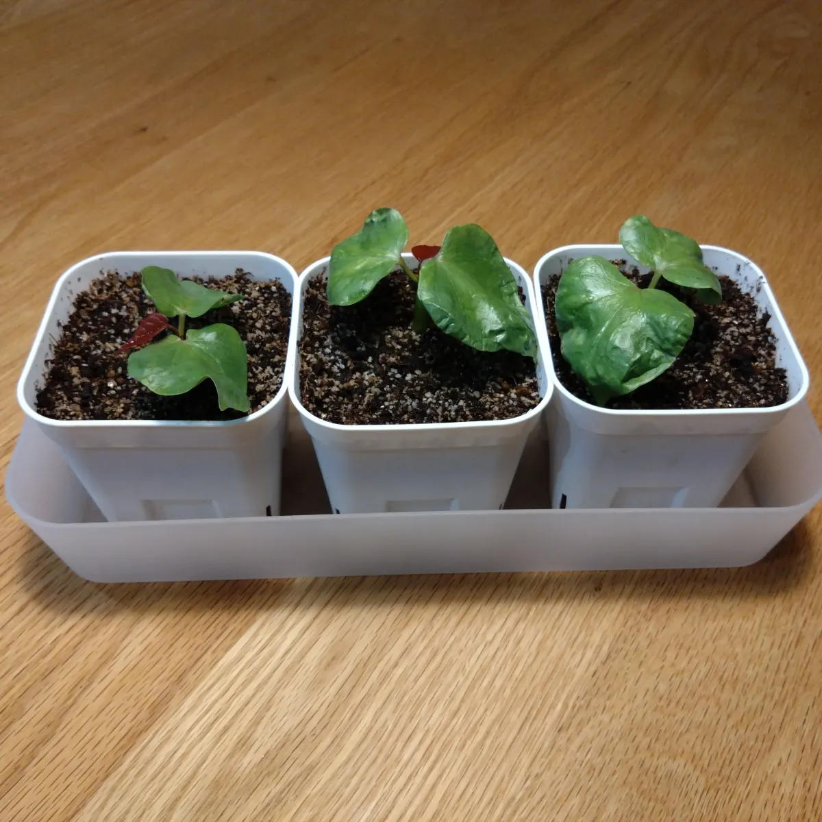 Pseudobombax ellipticum (セウドボンバックス エリプティカム ラブラム)