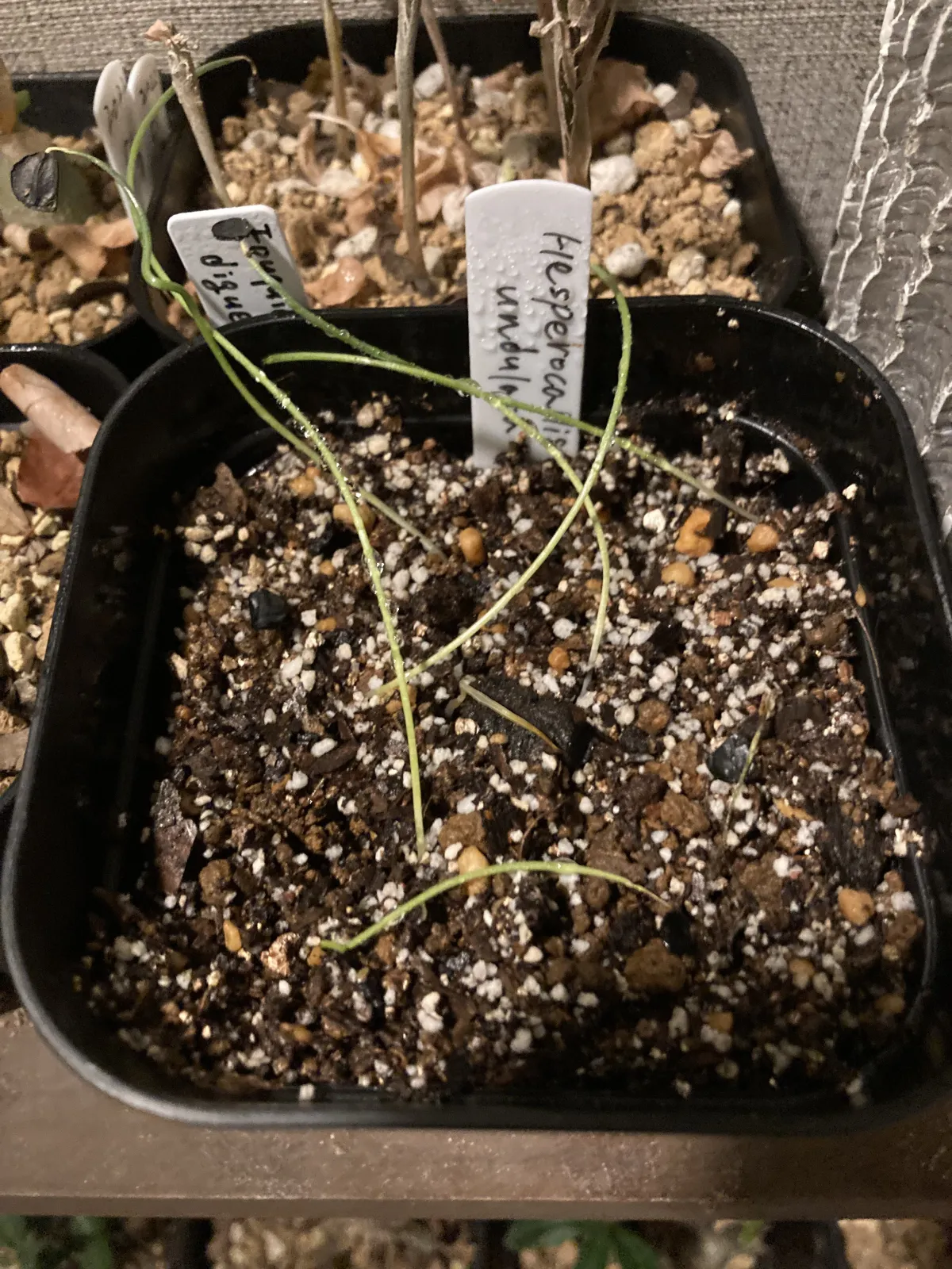 Hesperocallis undulata (ヘスペロカリス アンデュラータ)