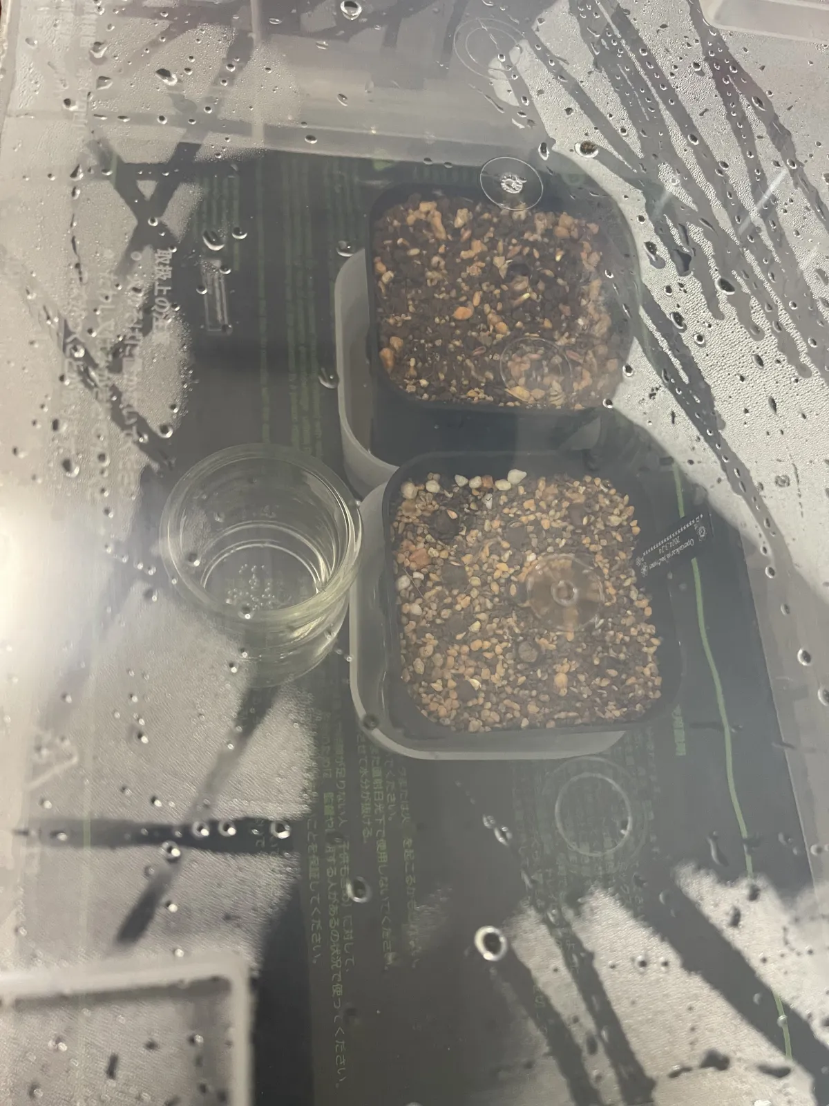 Operculicarya pachypus (オペルクリカリア パキプス)