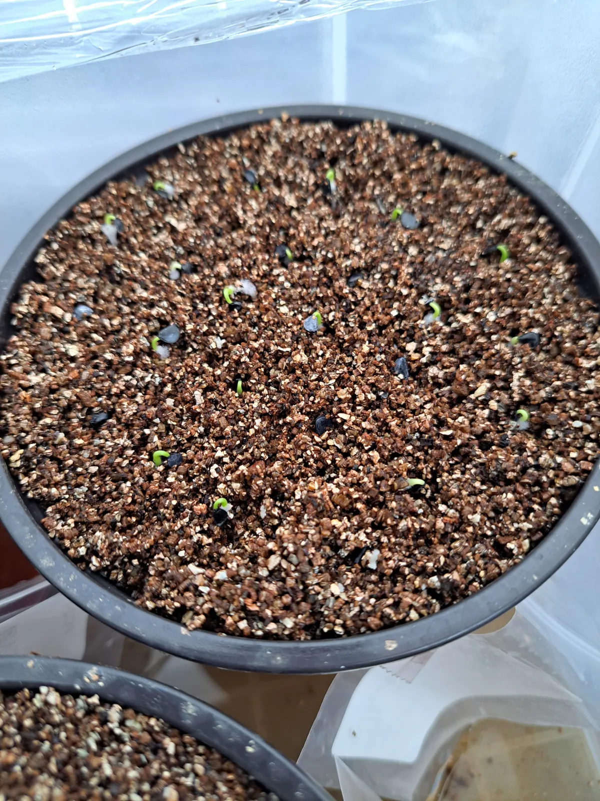 Agave utahensis var. eborispina 'Vegas' (アガベ エボリスピナ ヴェガス)