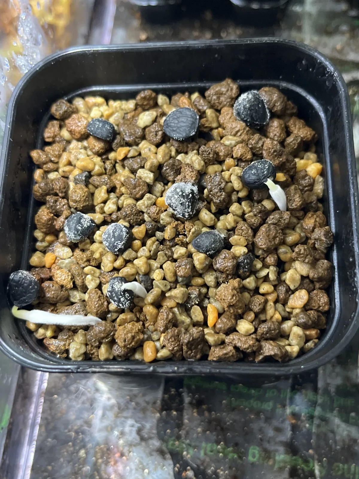 Yucca periculosa (ユッカ ペリクローサ)