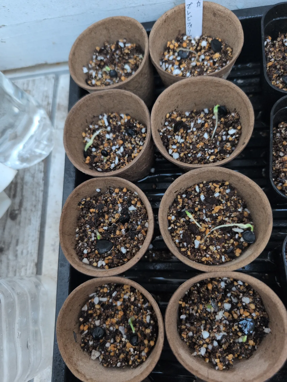 Yucca brevifolia (ユッカ ブレビフォリア)