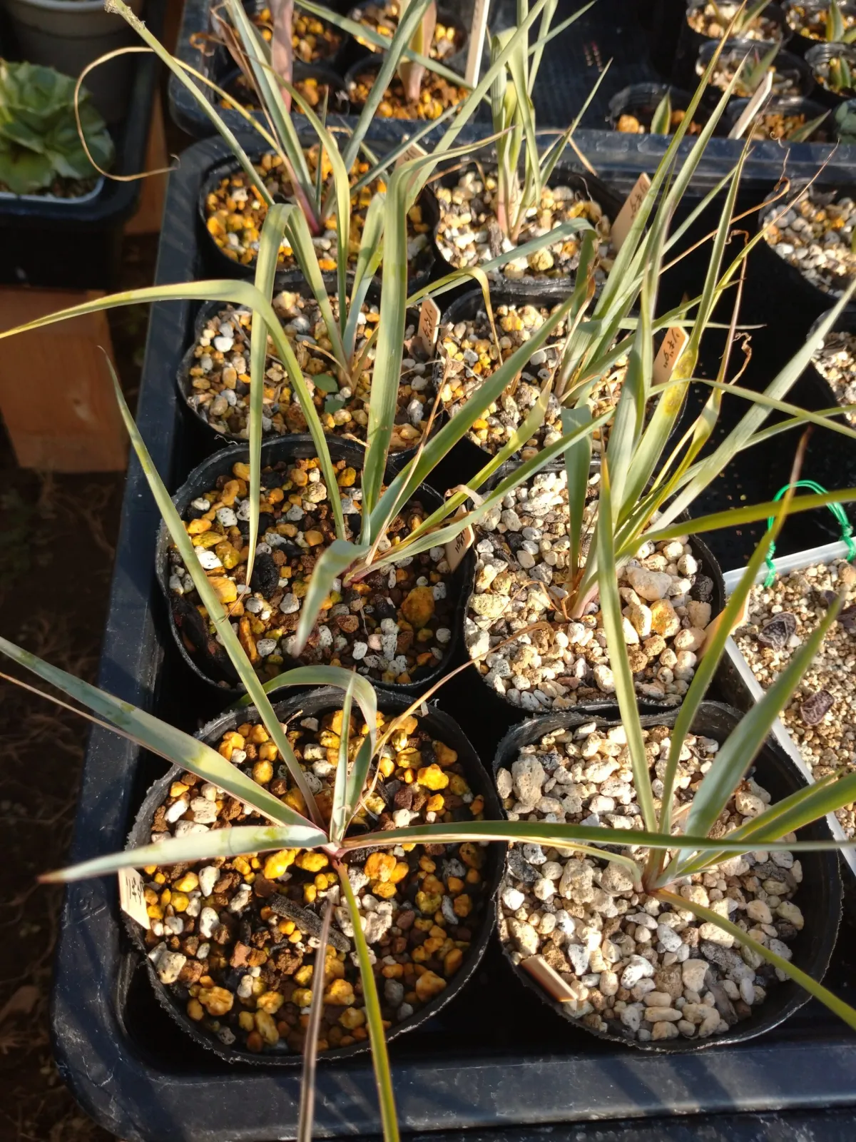 Yucca rigida (ユッカ リギダ)