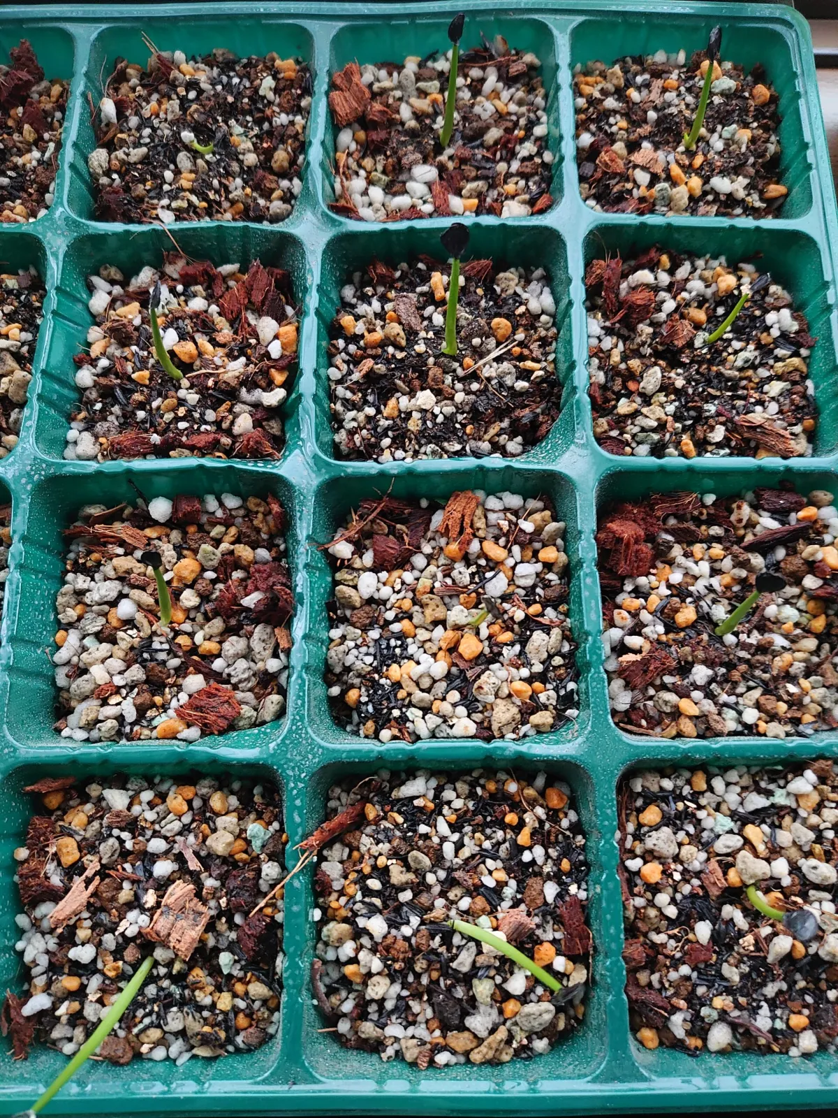 Agave gentryi La Escondida (アガベ ジェントリー ラ・エスコンディーダ)