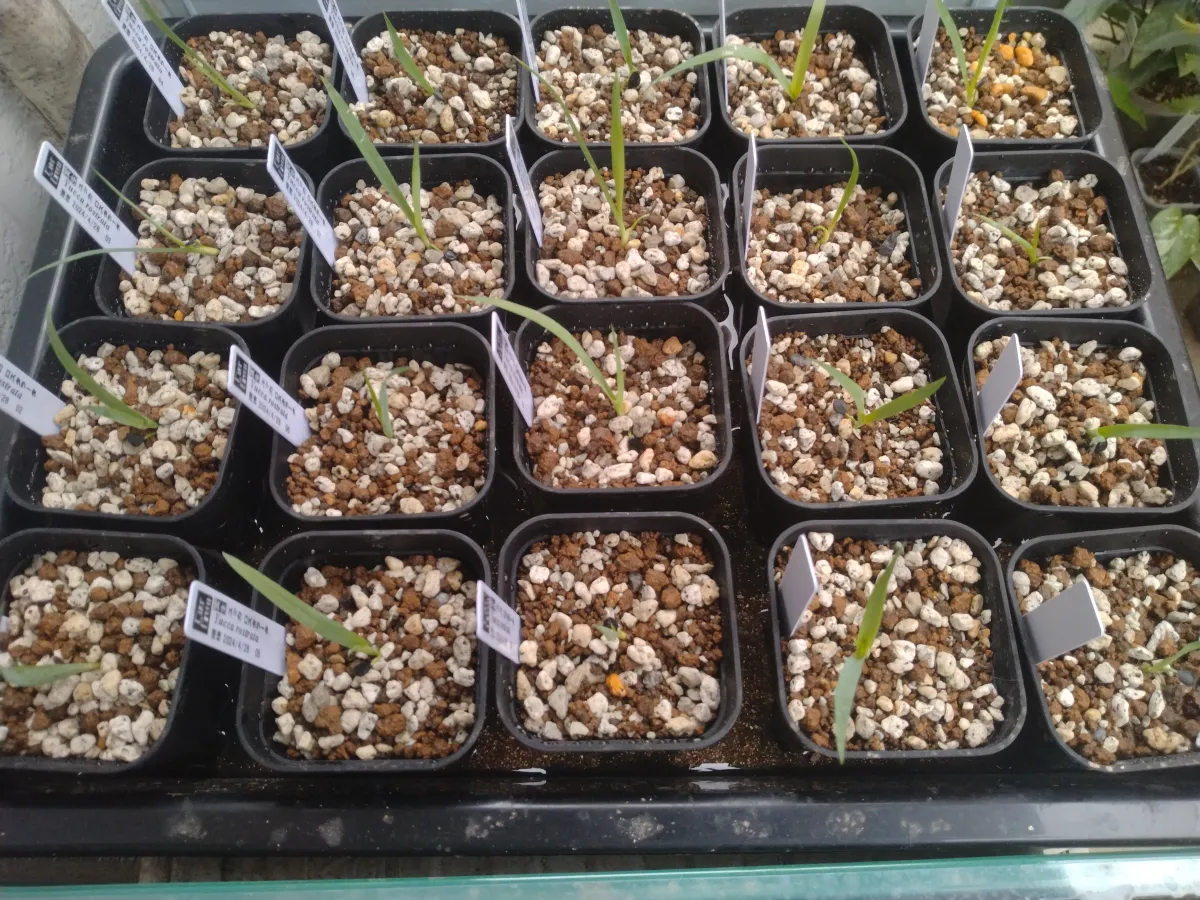 Yucca rostrata (ユッカ ロストラータ)