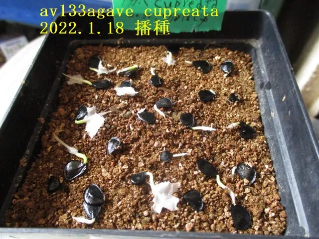 Agave cupreata (アガベ クプレアータ)