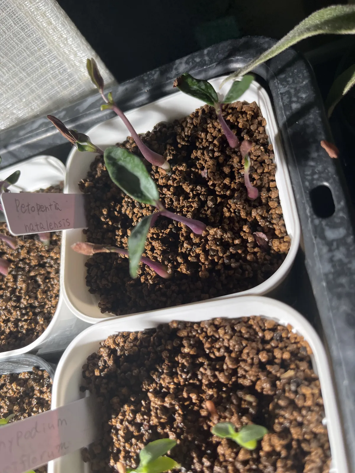 Petopentia natalensis (ペトペンチア ナタレンシス)