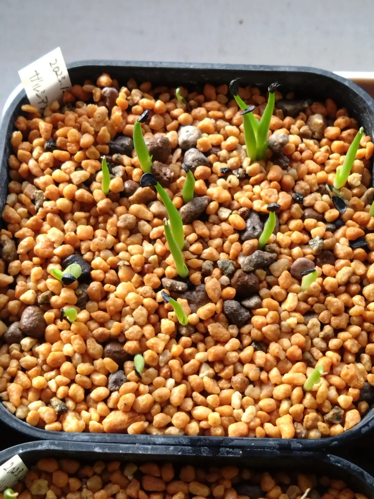 Agave garciae-mendozae (アガベ ガルシアメンドーサ)