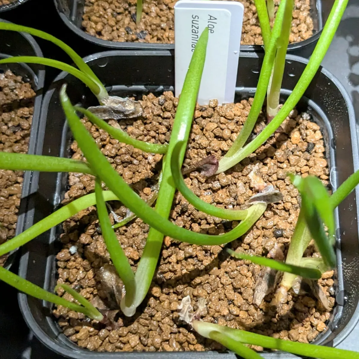 Aloe suzannae (アロエ スザンナエ)