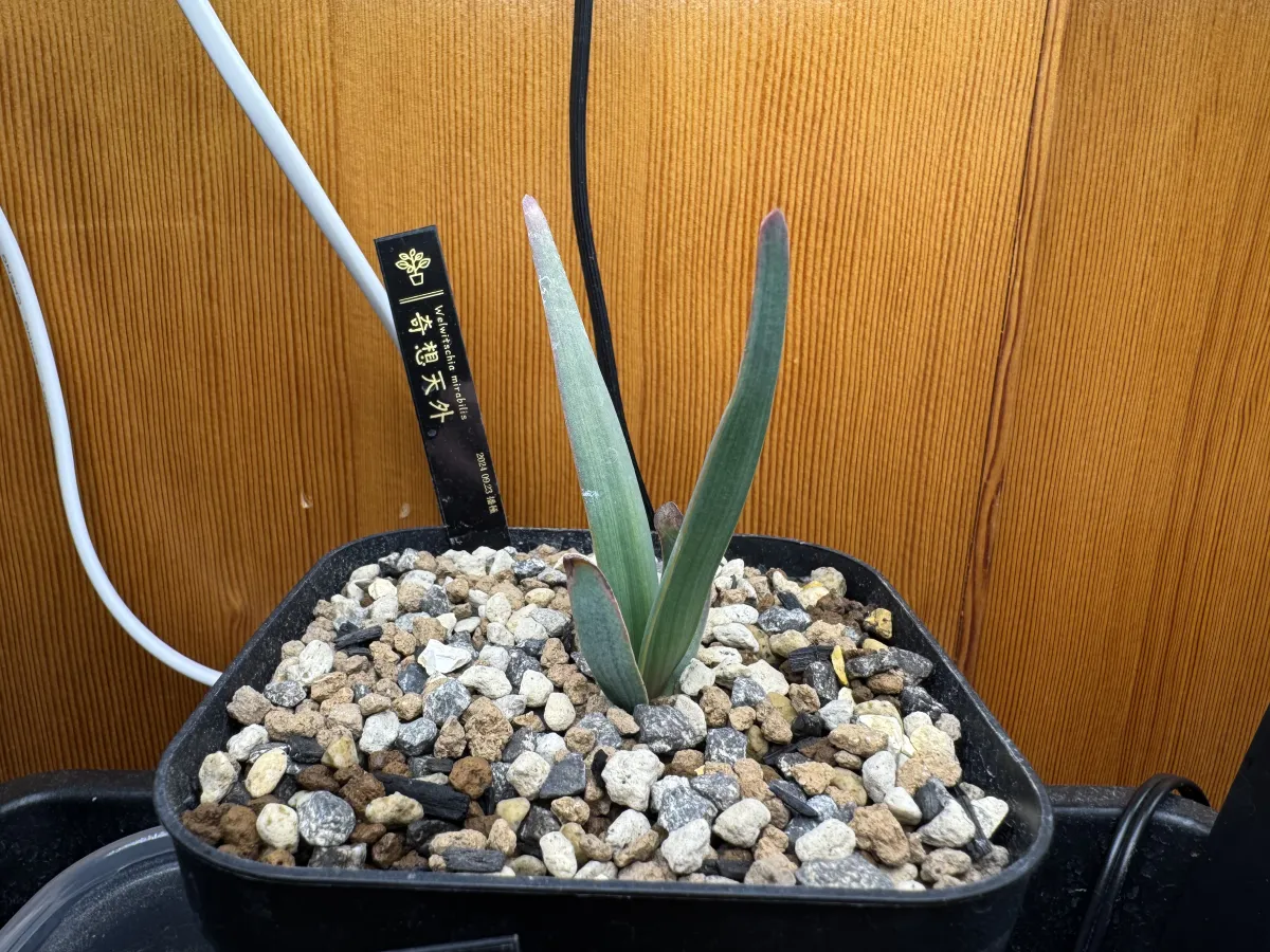 [無料種子/発芽難ロット] ウェルウィッチア ミラビリス 奇想天外 Welwitschia mirabilis