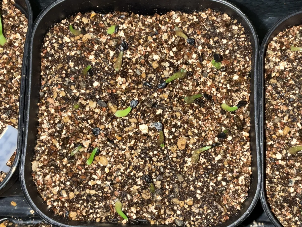 Agave titanota (アガベ チタノタ ドワーフ)