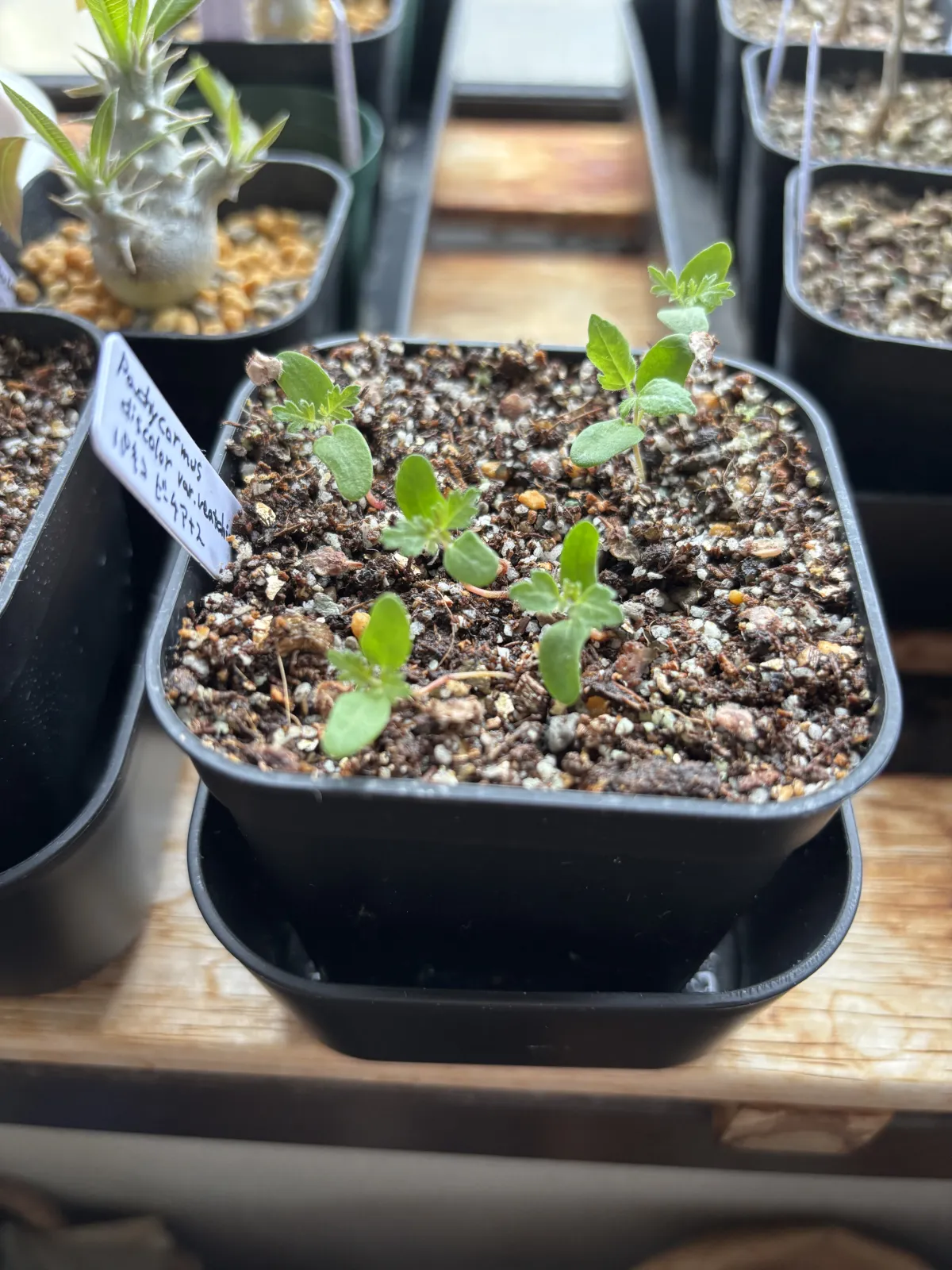 Pachycormus discolor var. veatchianus (パキコルムス ディスカラー ビーチアナス)