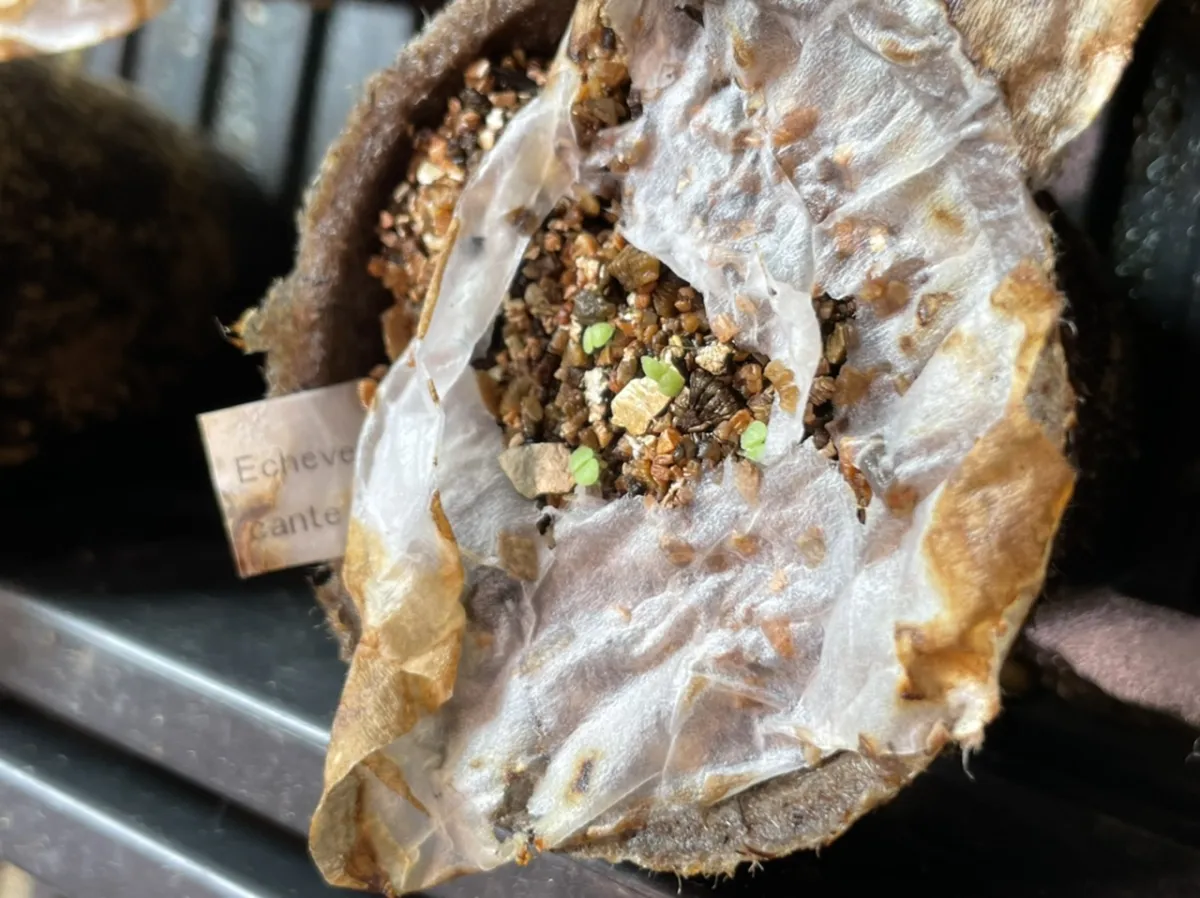 Echeveria cante White Cloud Echeveria (エケベリア カンテ)