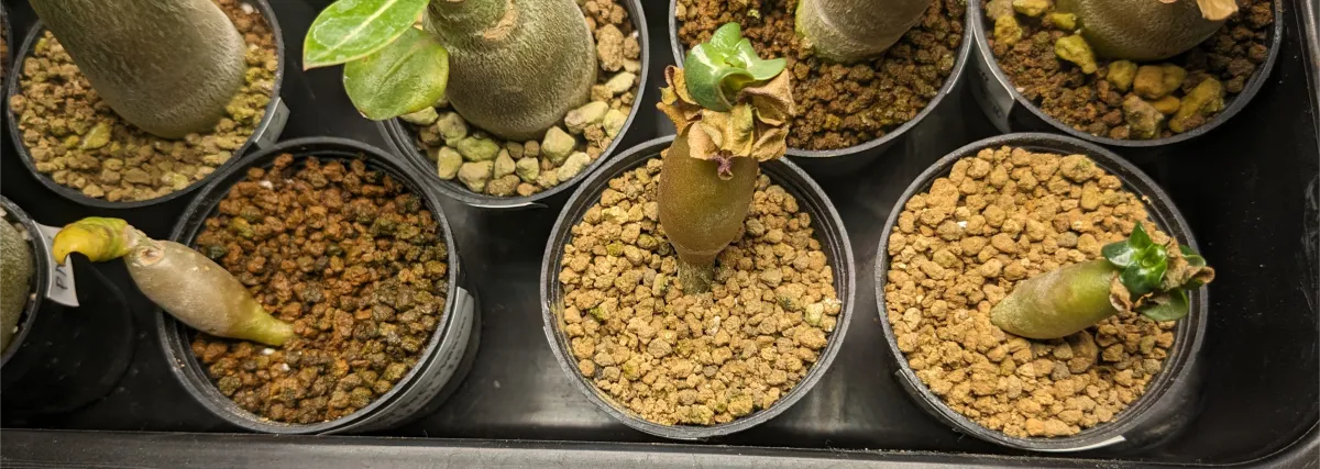 Adenium obesum thai socotranum DHA (アデニウム タイソコ DHA)