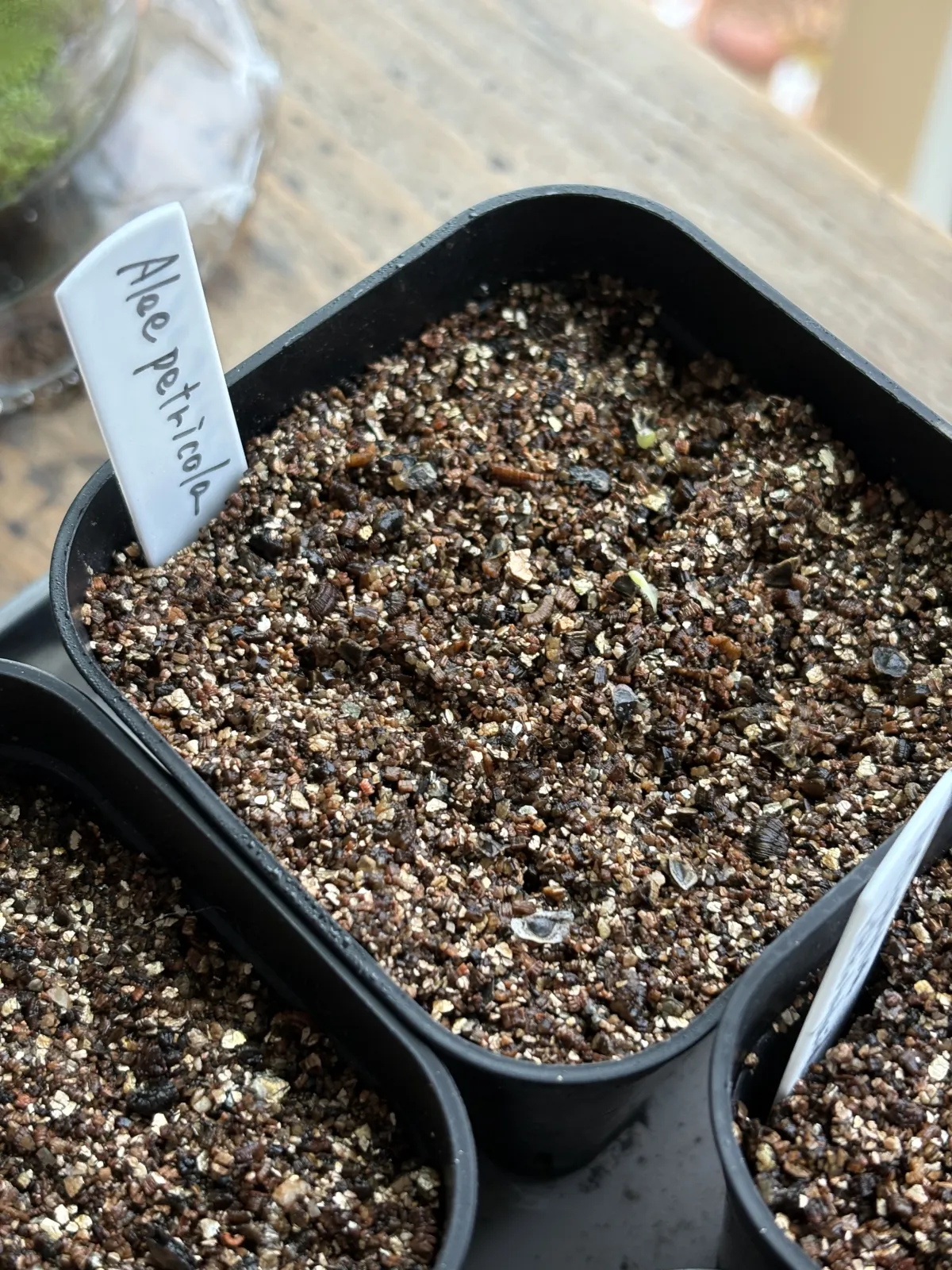 Aloe petricola (アロエ ペトリコーラ)