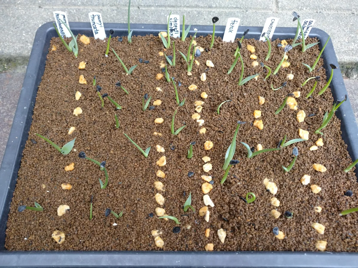 Agave salmiana subsp. salmiana (アガベ サルミアナ)