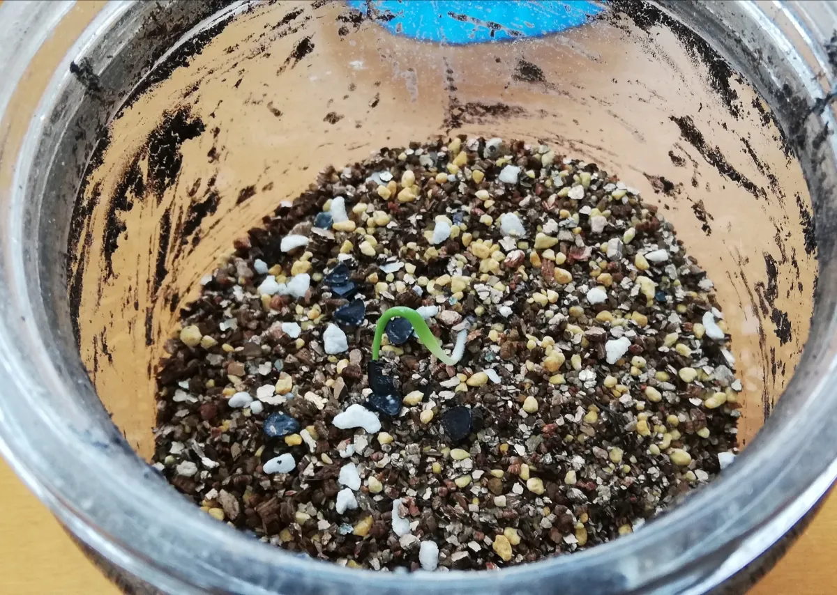 Agave isthmensis (アガベ イシスメンシス)