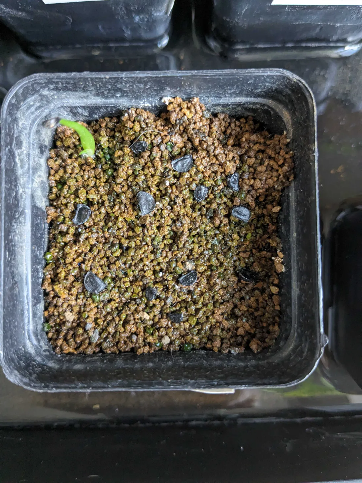 Agave gracielae (アガベ グラシエラエ)