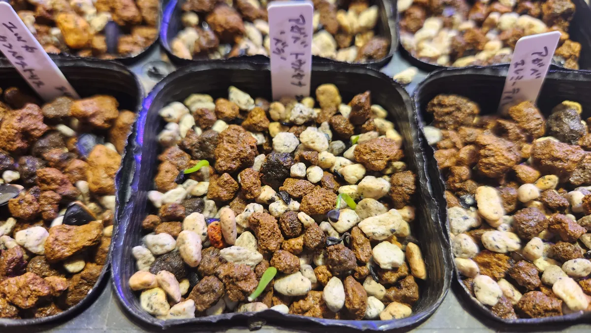 Agave toumeyana var. bella (アガベ トウメヤナ ベラ)