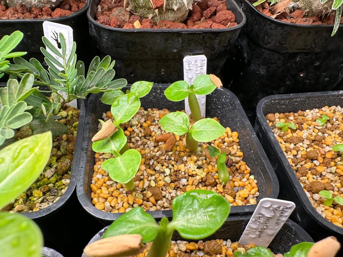 Adenium arabicum 'Godji hybrid' (アデニウム アラビカムゴッジハイブリッド)