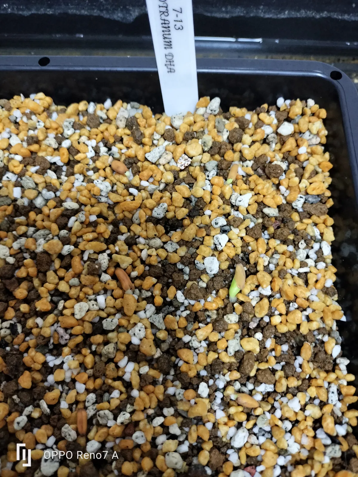 Adenium obesum thai socotranum DHA (アデニウム タイソコ DHA)