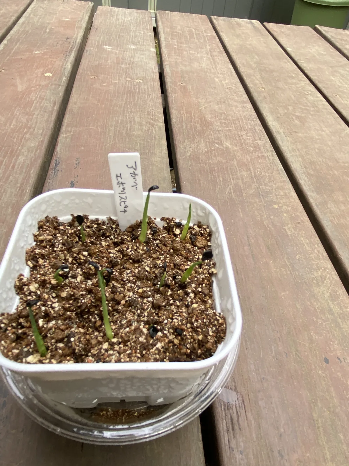 Agave utahensis var. eborispina (アガベ エボリスピナ)