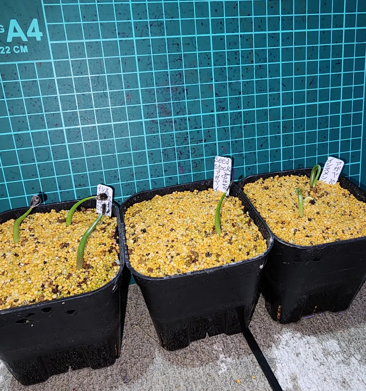 Agave isthmensis (アガベ イシスメンシス)