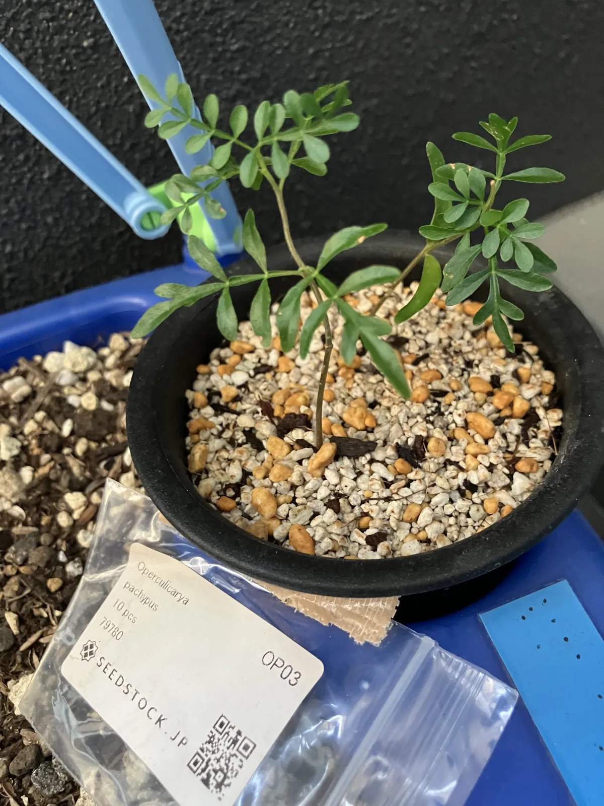 Operculicarya pachypus (オペルクリカリア パキプス)