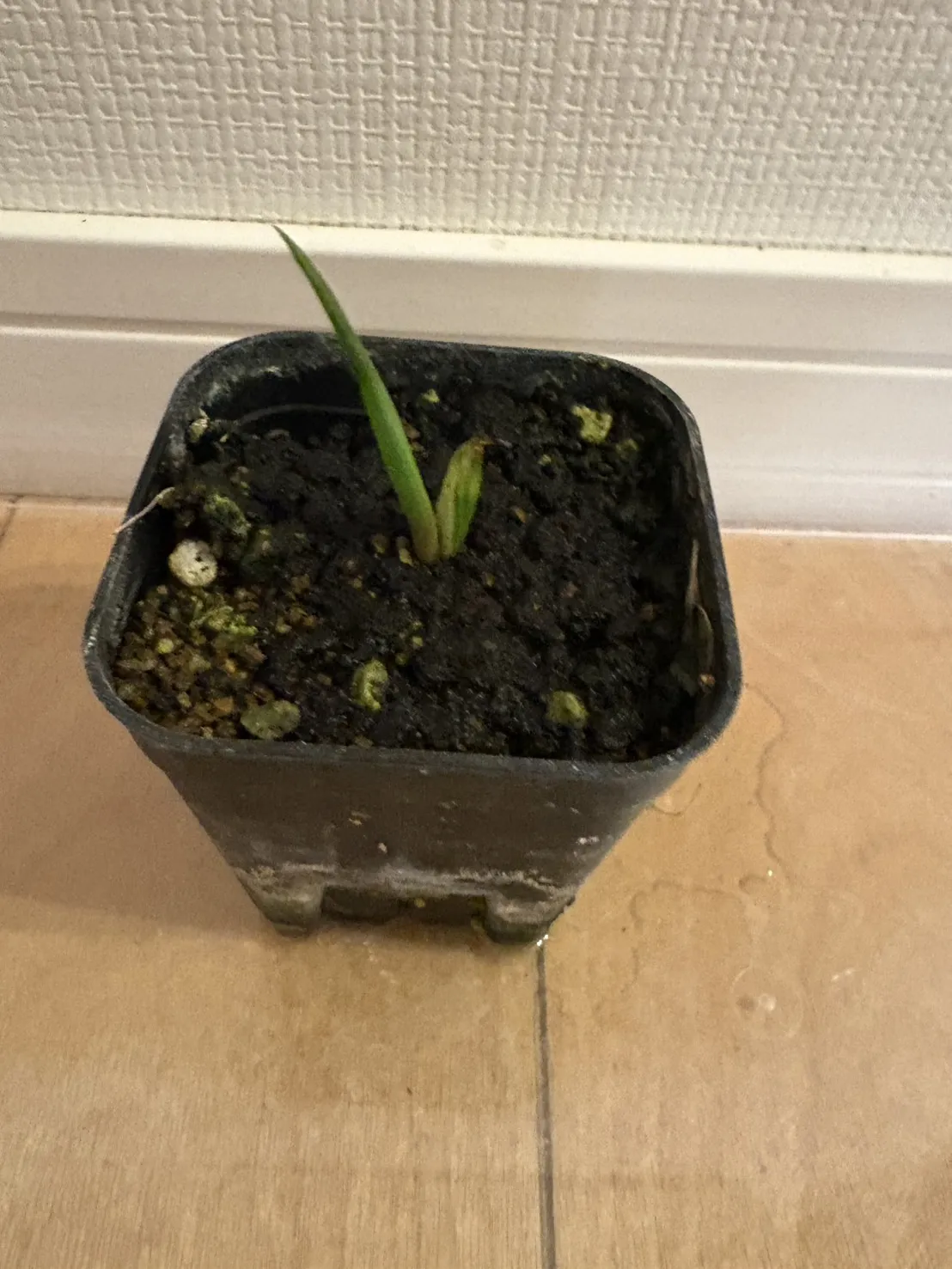 Kumara plicatilis (アロエ プリカティリス)