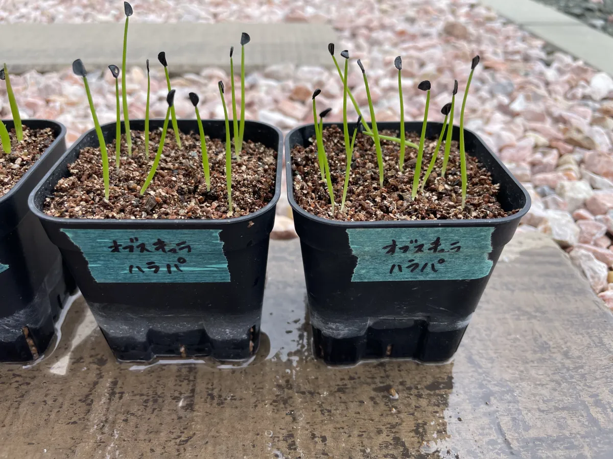 Agave obscura 'Xalapa' (アガベ オブスキュラ ハラパ)