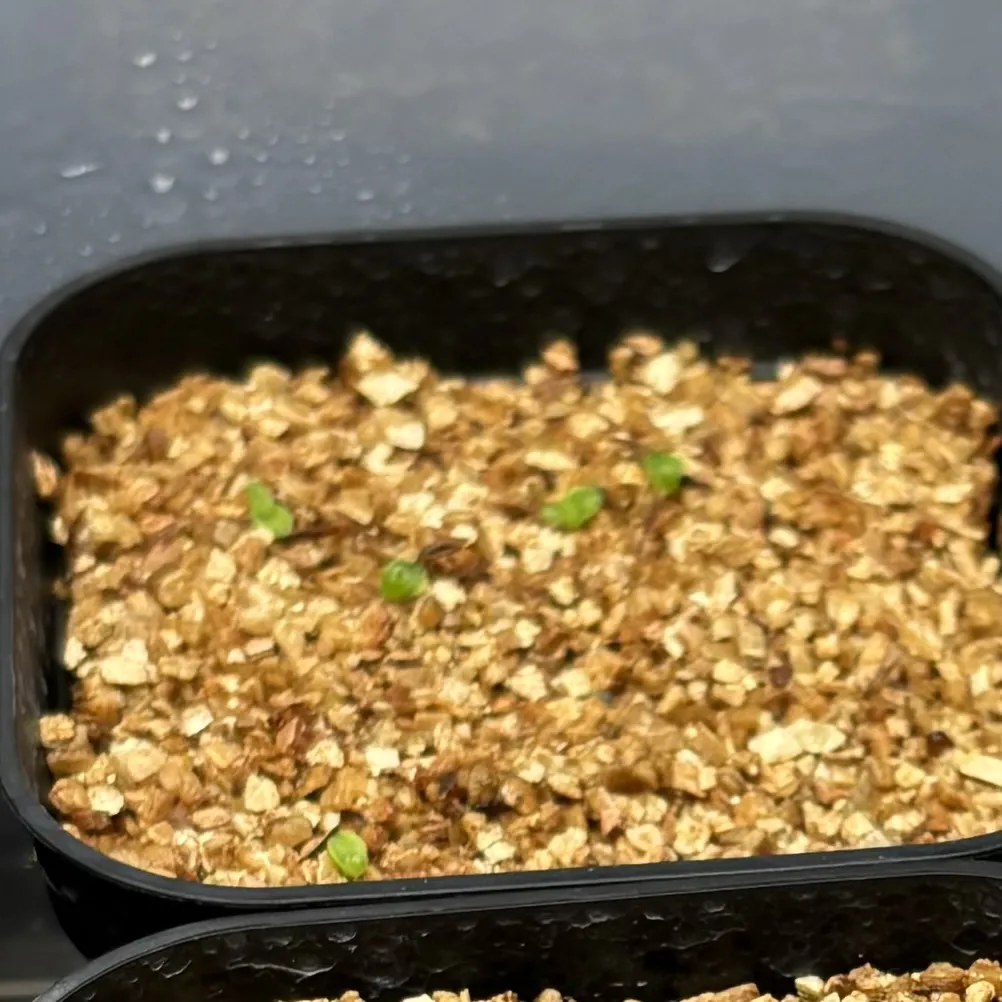 Hechtia galeottii (ヘクチア ガレオッティ)