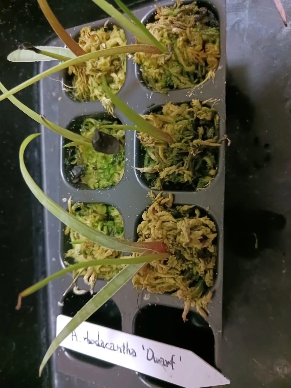 Agave rhodacantha Dwarf (アガベ ロダカンサ ドワーフ)