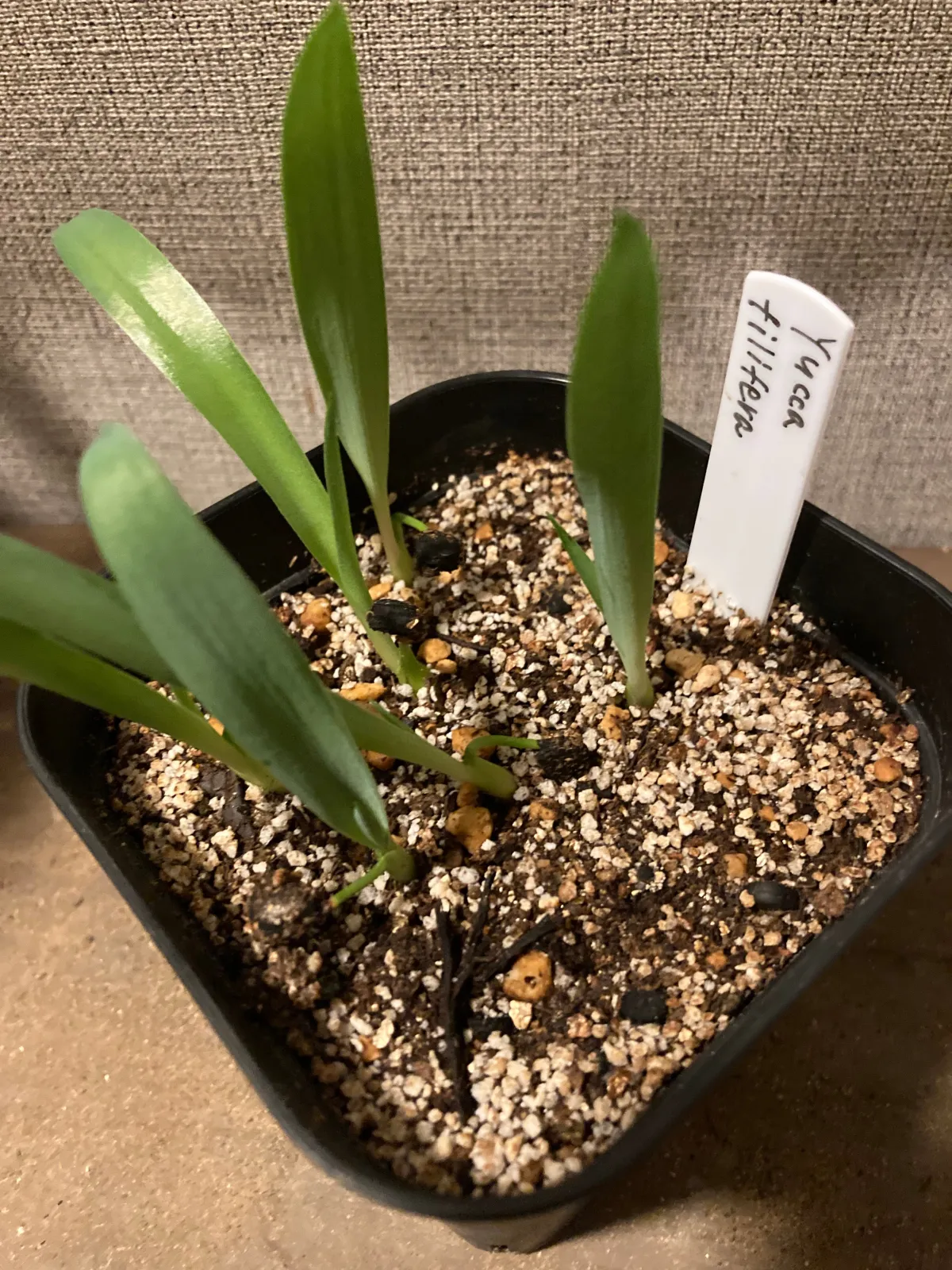 Yucca filifera (ユッカ フィリフェラ)