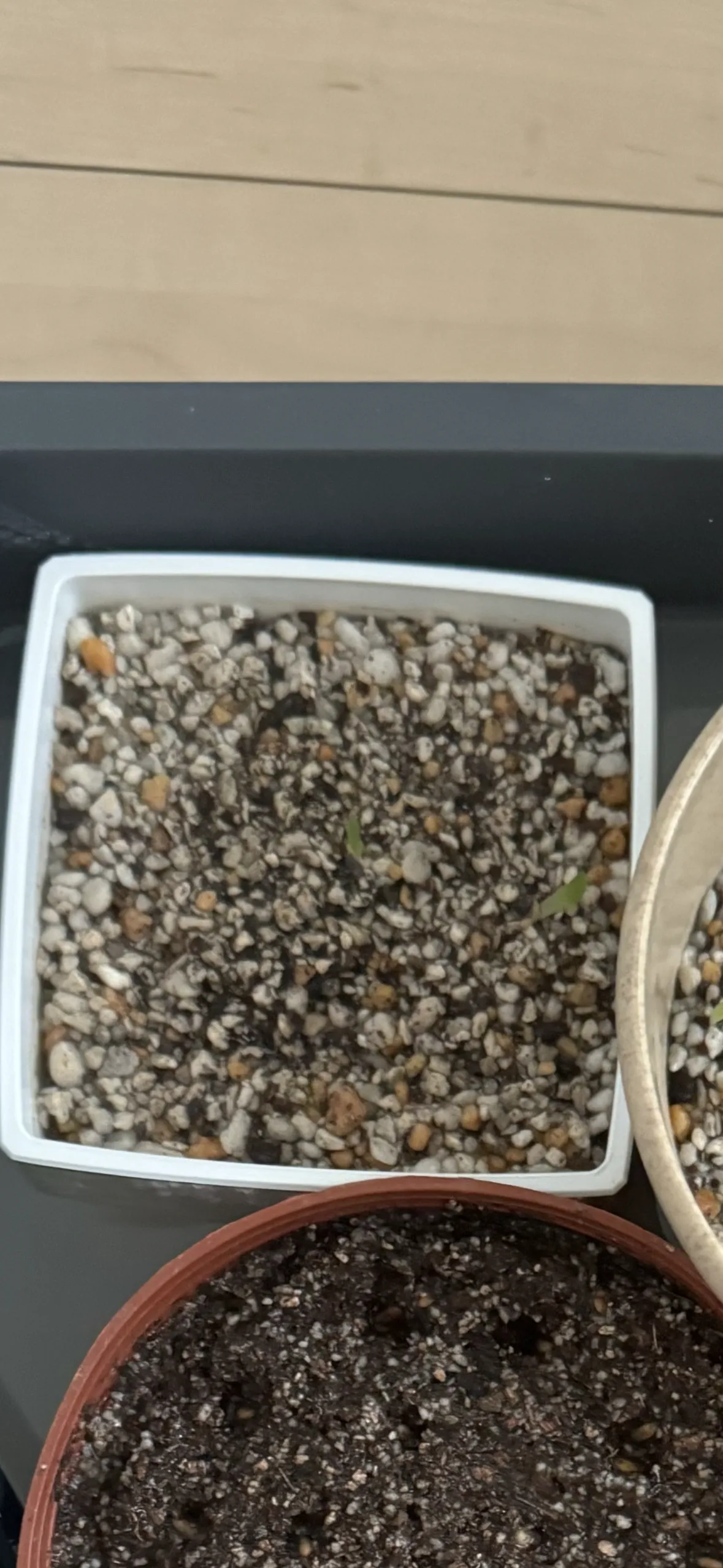 Agave seemanniana (アガベ ピグマエア)