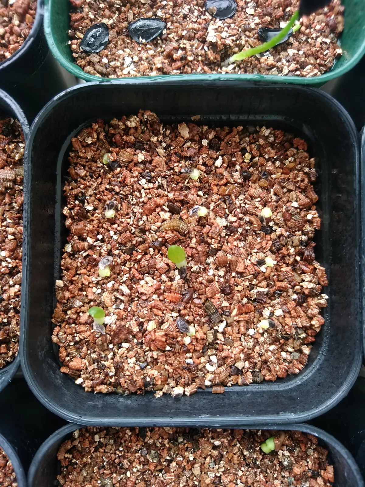 Aloe broomii var. tarkaensis (アロエ ブルーミータルカエンシス)