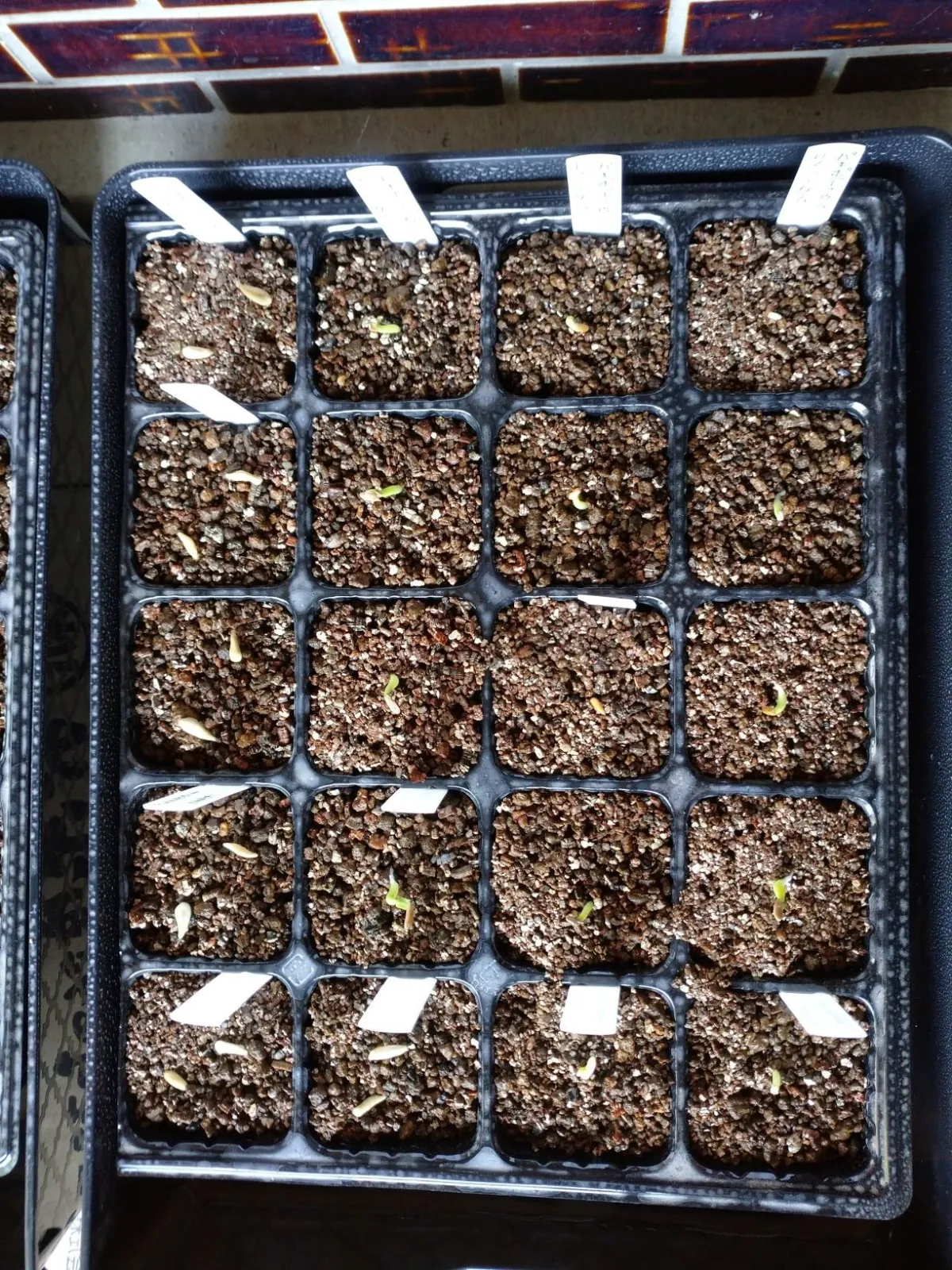 Pachypodium lamerei (パキポディウム ラメレイ 夢叶棒)