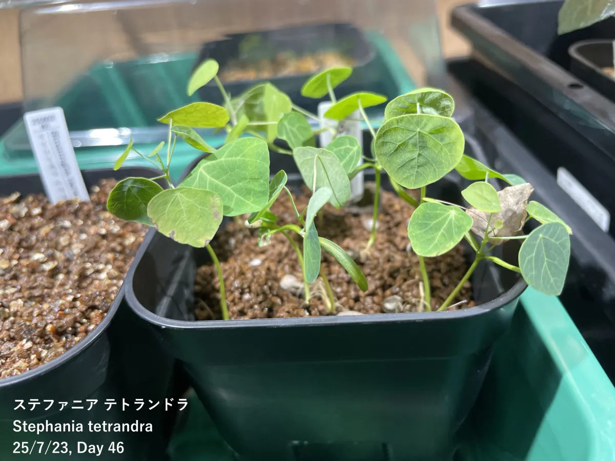 Stephania tetrandra (ステファニア テトランドラ)