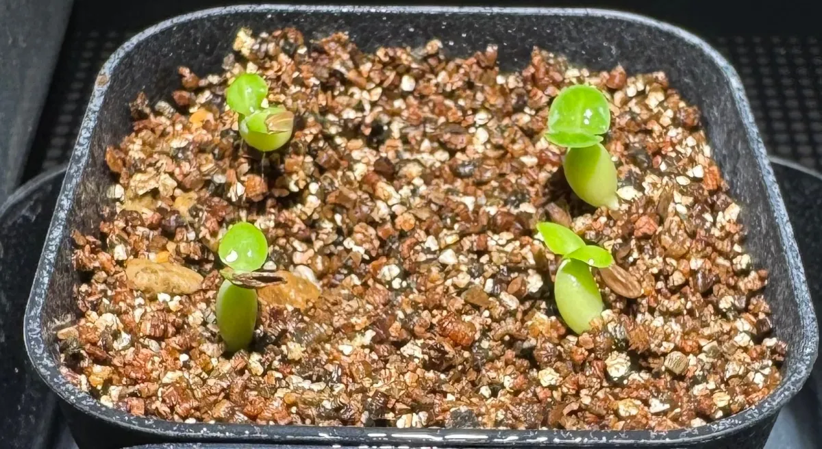 Pachypodium succulentum (パキポディウム サキュレンタム 天馬空)