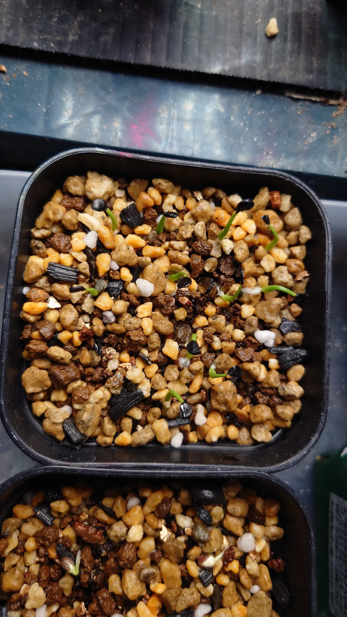 Agave utahensis var. eborispina 'Hayford' (アガベ エボリスピナ ヘイフォード)