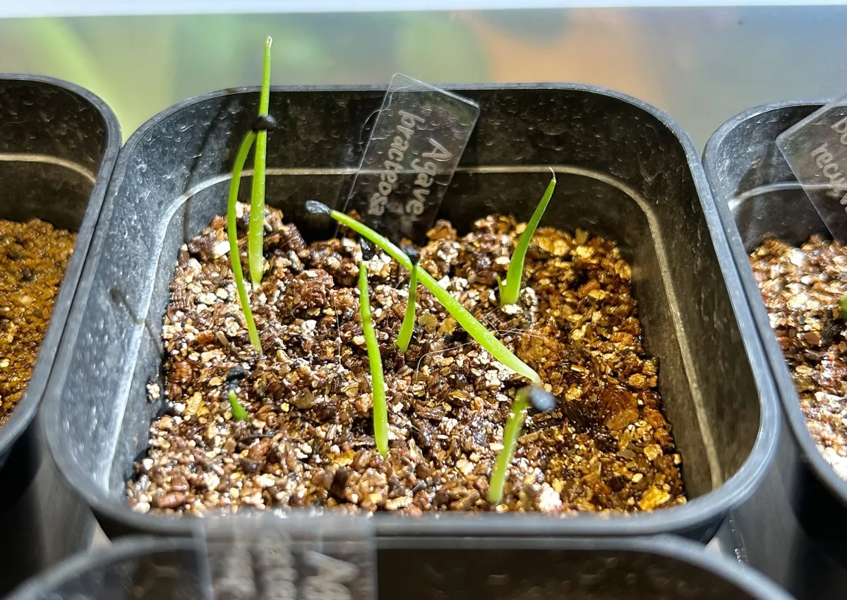 Agave bracteosa (アガベ ブラクテオーサ)