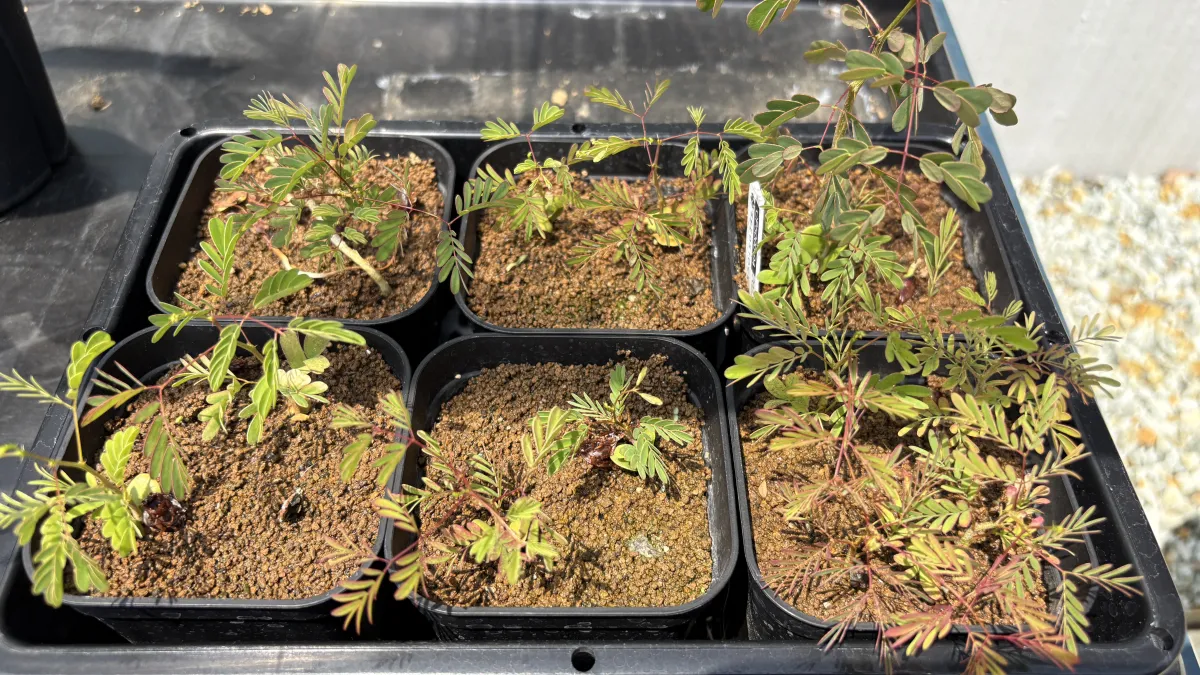 Acacia Acacia burkei (アカシア ブルケイ)