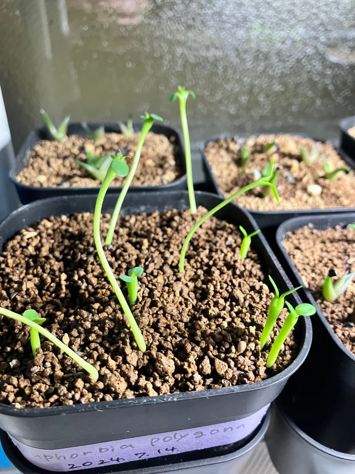 Euphorbia polygona (ユーフォルビア ポリゴナ)