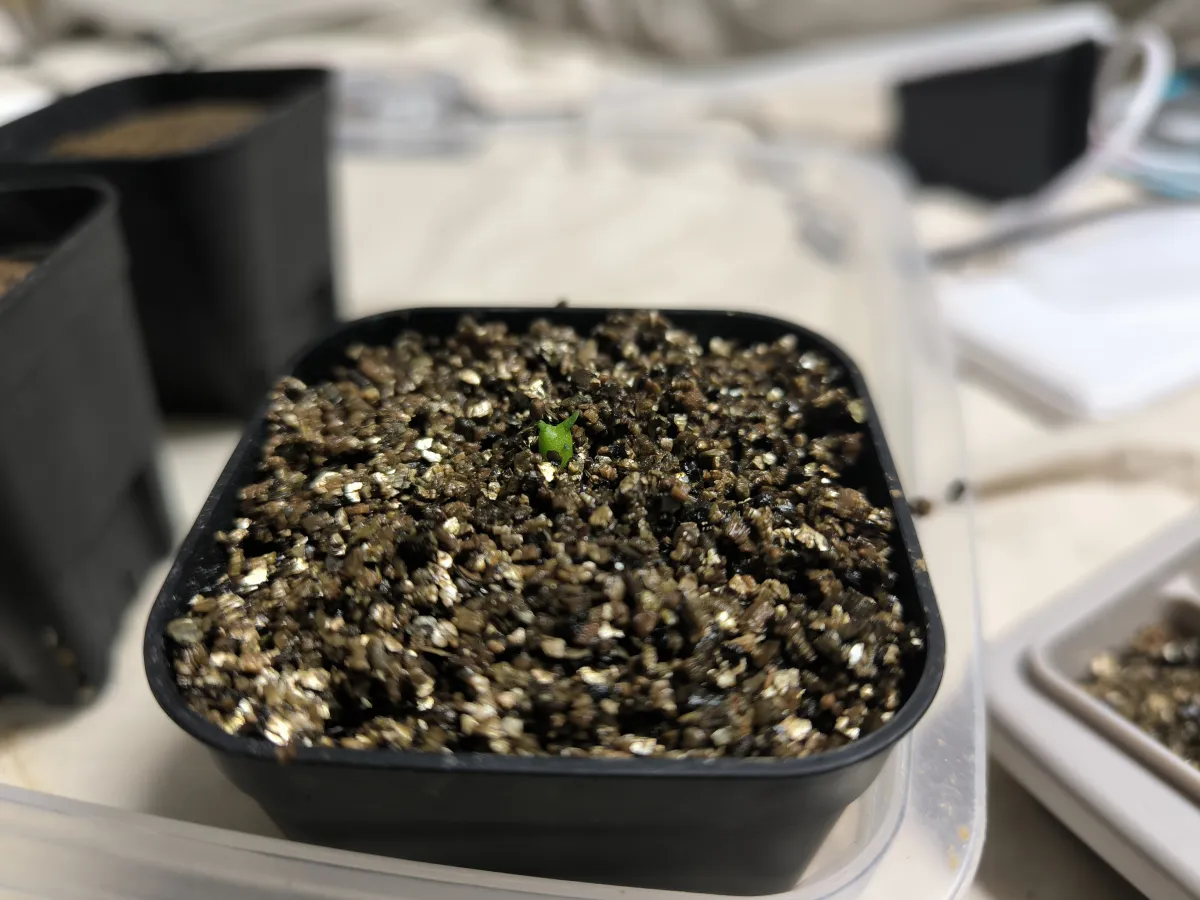 Euphorbia squarrosa (ユーフォルビア スクアローサ)