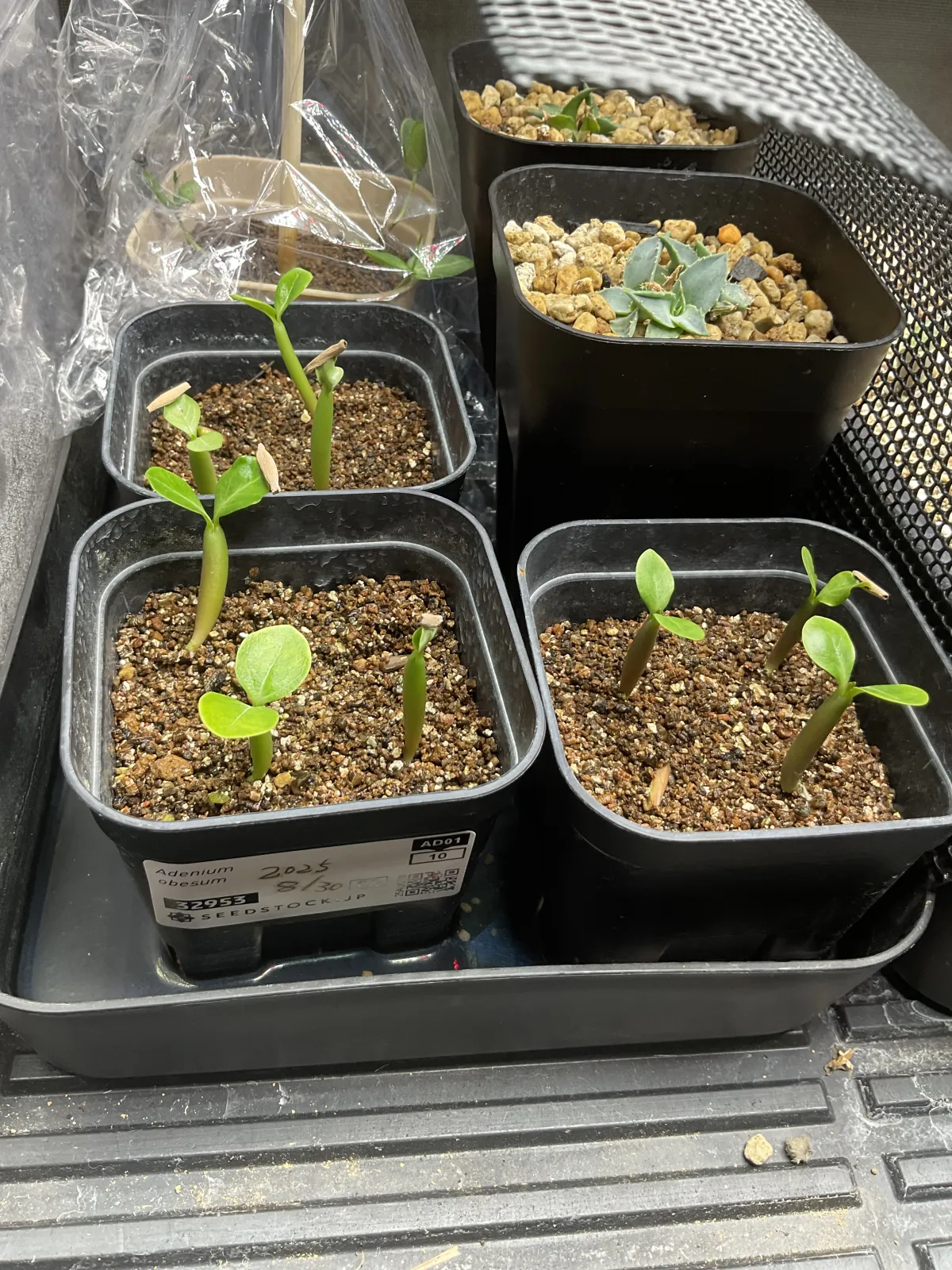 Adenium obesum (アデニウム オベスム)