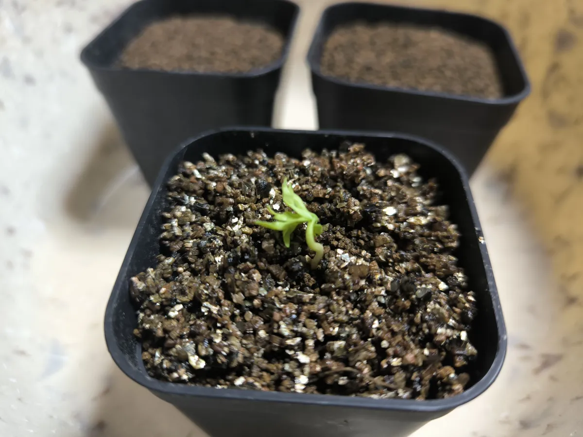 Bursera fagaroides (ブルセラ ファガロイデス)