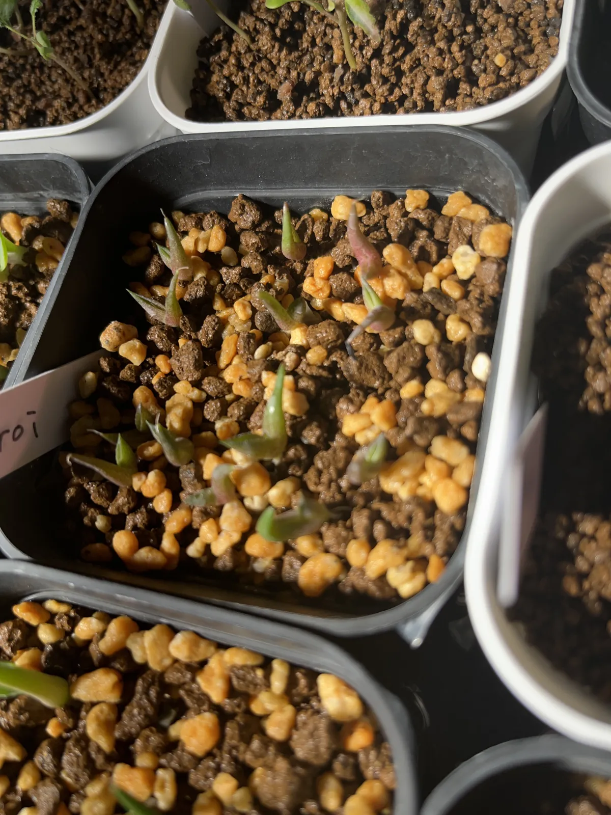 Agave oteroi (アガベ オテロイ)